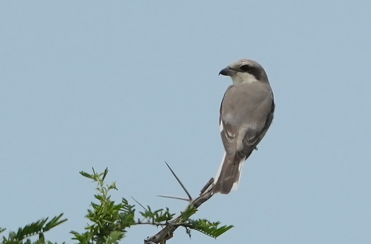 Lesser Gray Shrike - ML643929338