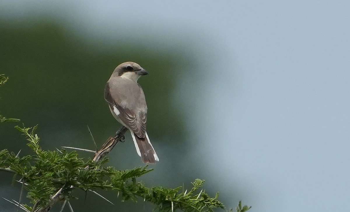 Lesser Gray Shrike - ML643929340