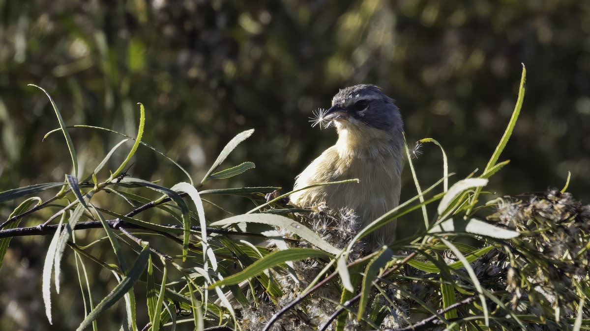 rørspurv - ML643929341