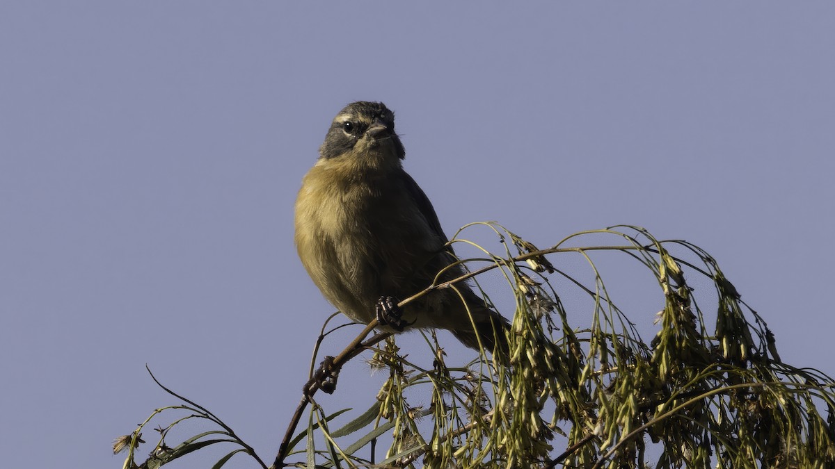 rørspurv - ML643929342