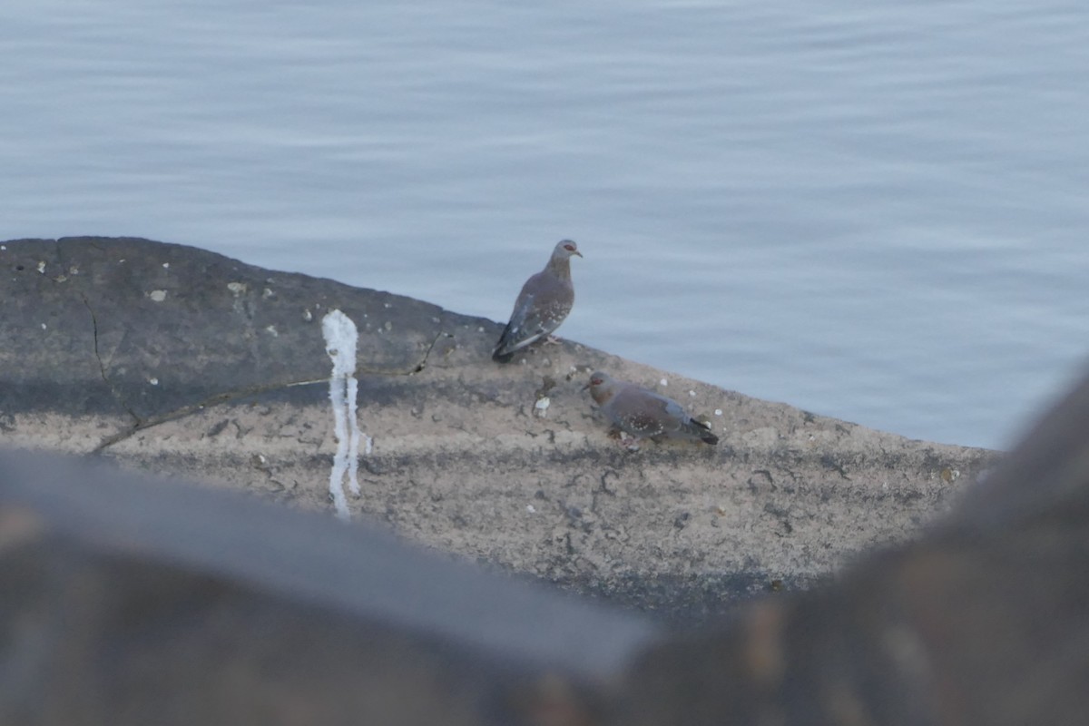 Speckled Pigeon - ML643929345