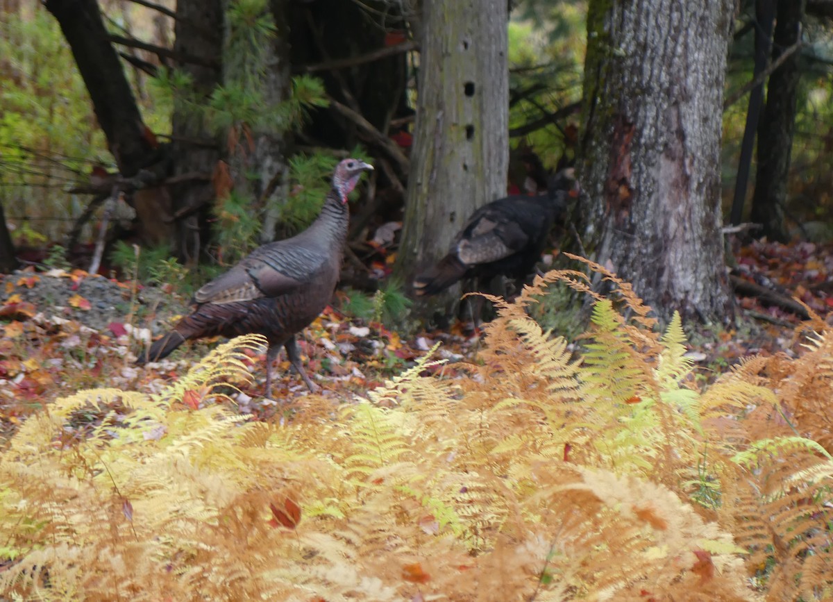 Wild Turkey - ML643929346