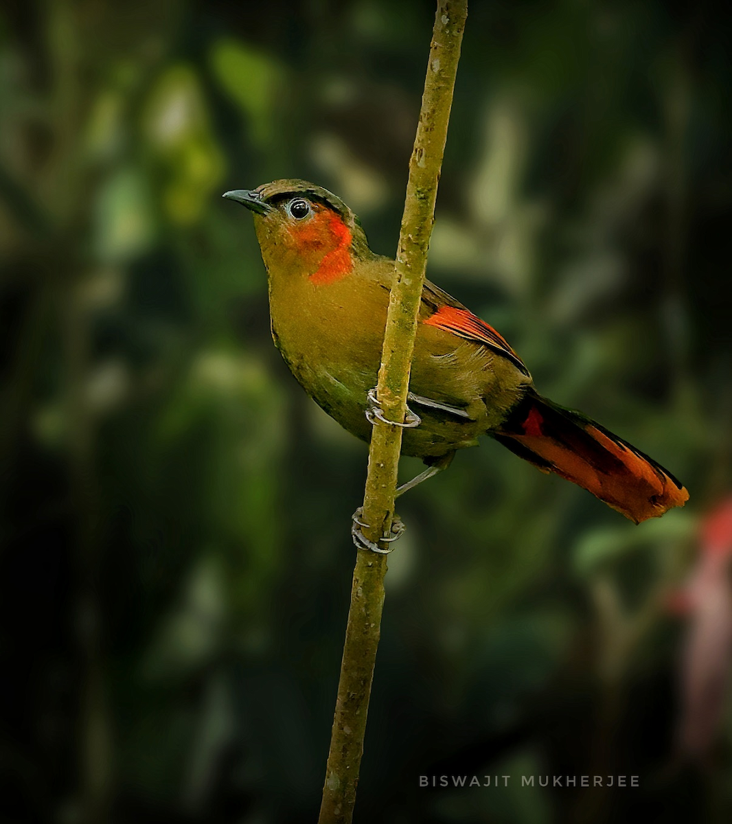 Red-faced Liocichla - ML643929366