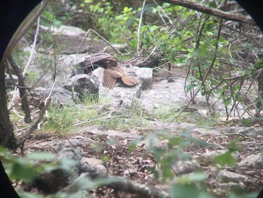 Chuck-will's-widow - ML643929367