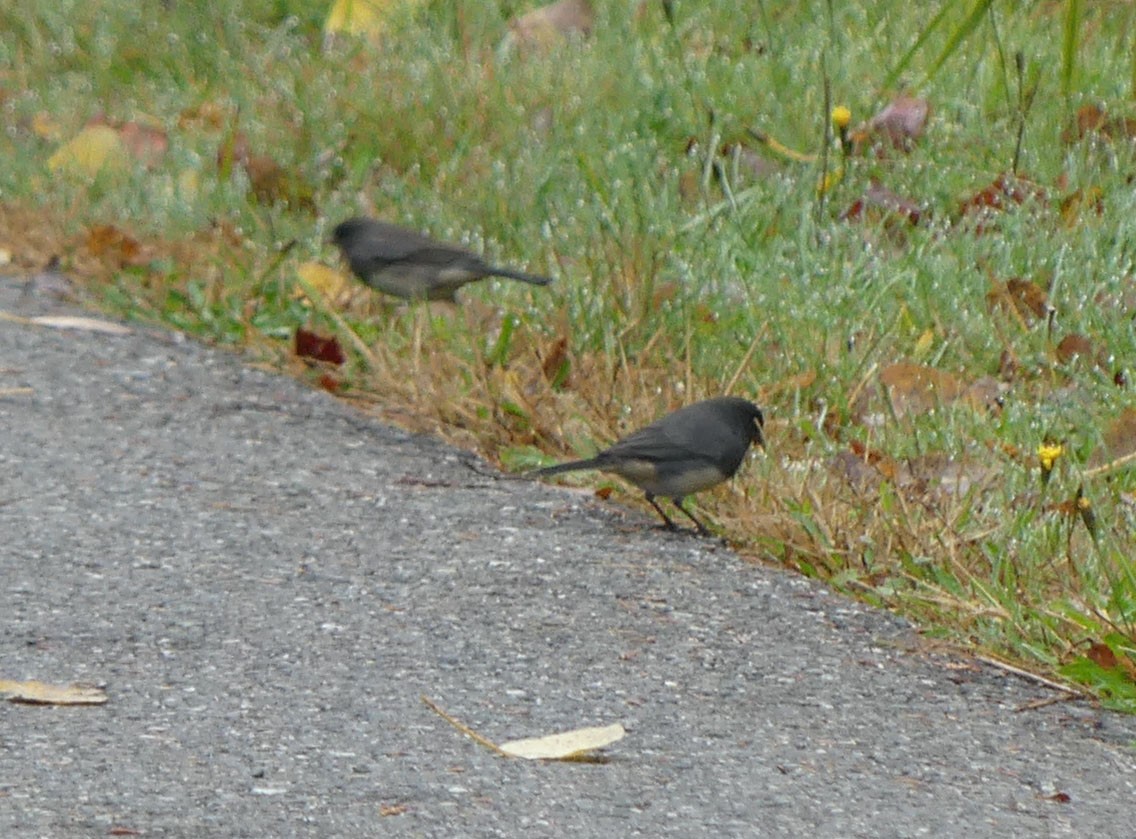 Dark-eyed Junco - ML643929375