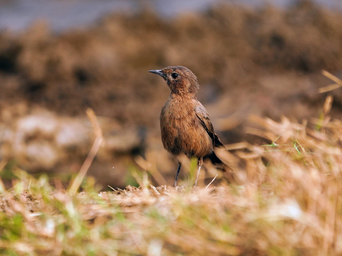 Brown Rock Chat - ML643929376
