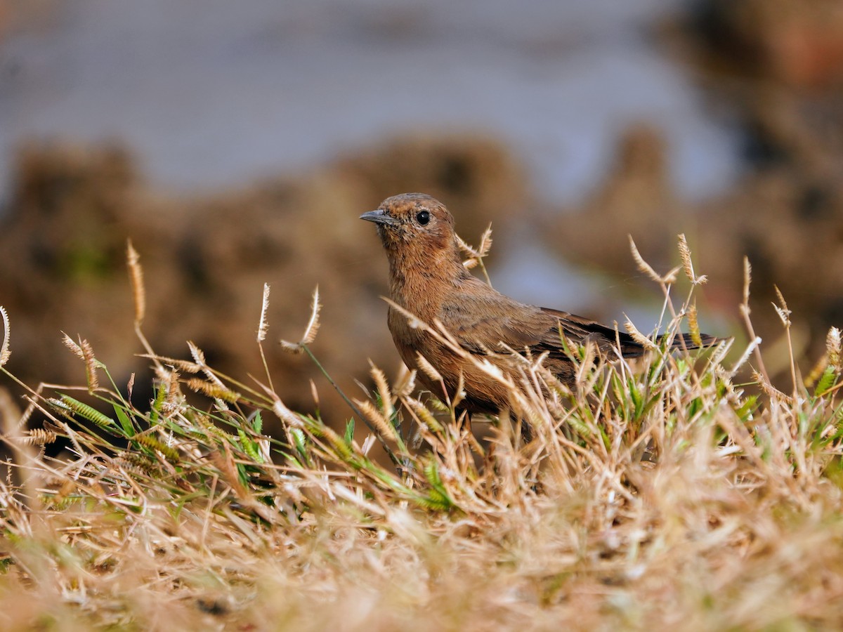 Brown Rock Chat - ML643929377