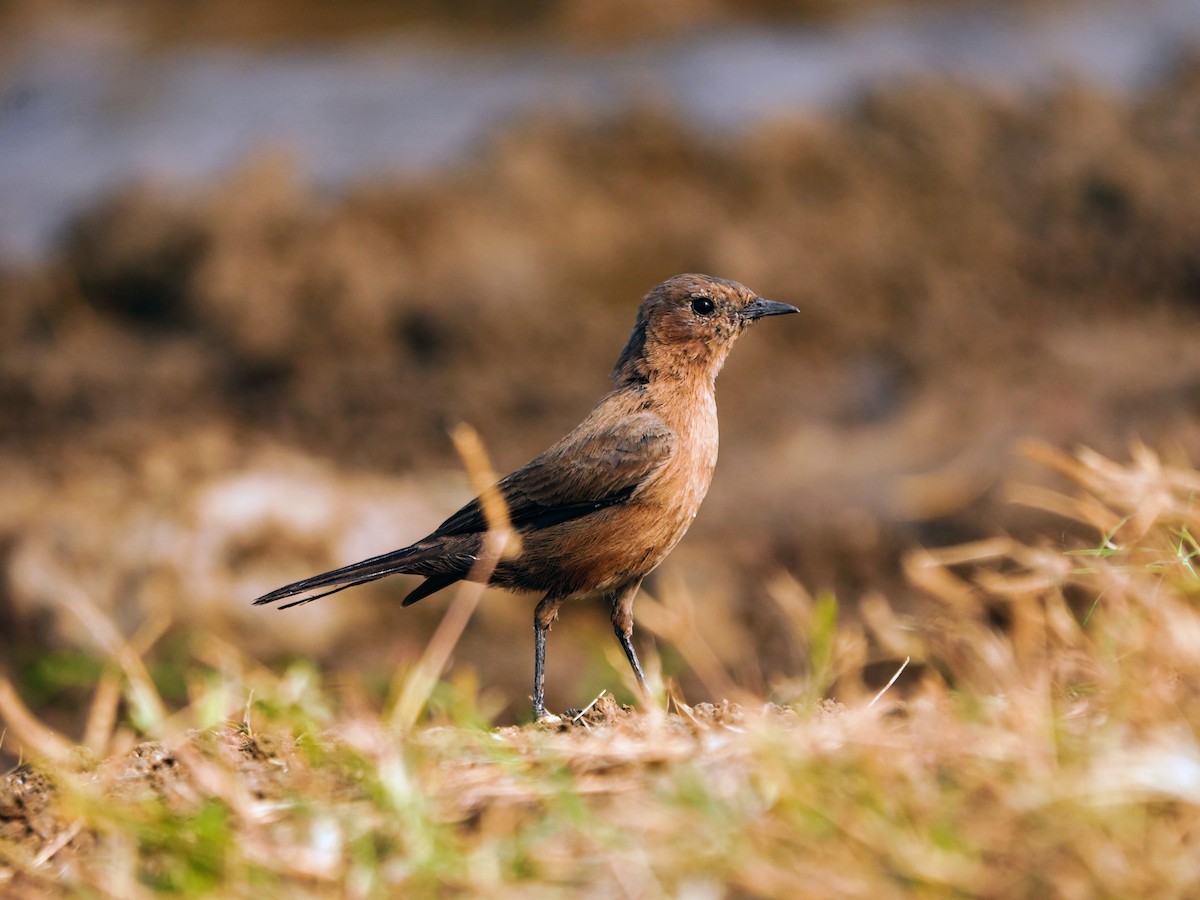 Brown Rock Chat - ML643929378