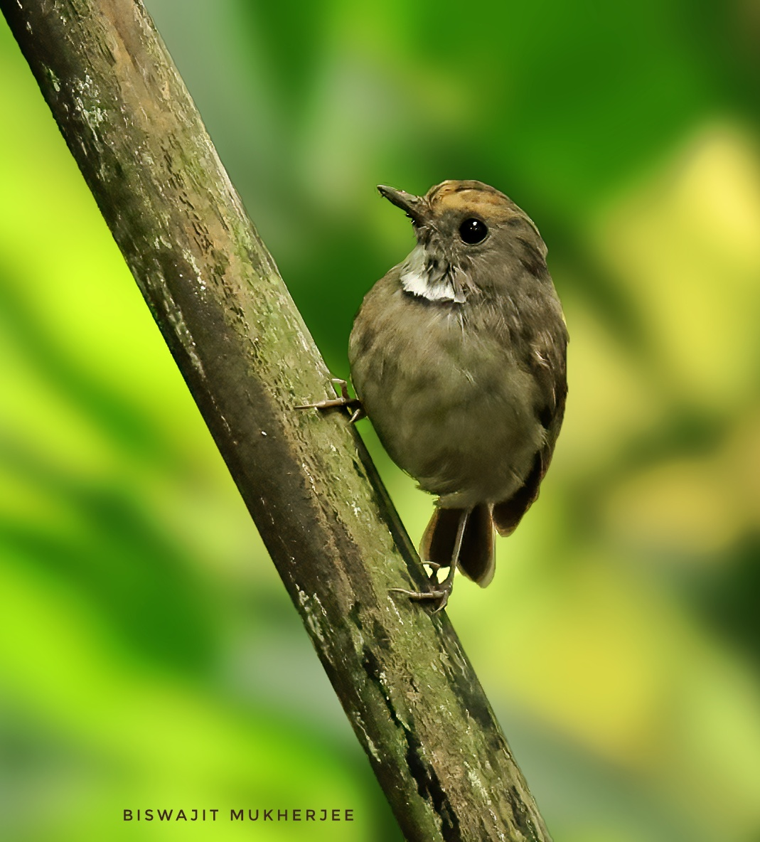 White-gorgeted Flycatcher - ML643929386