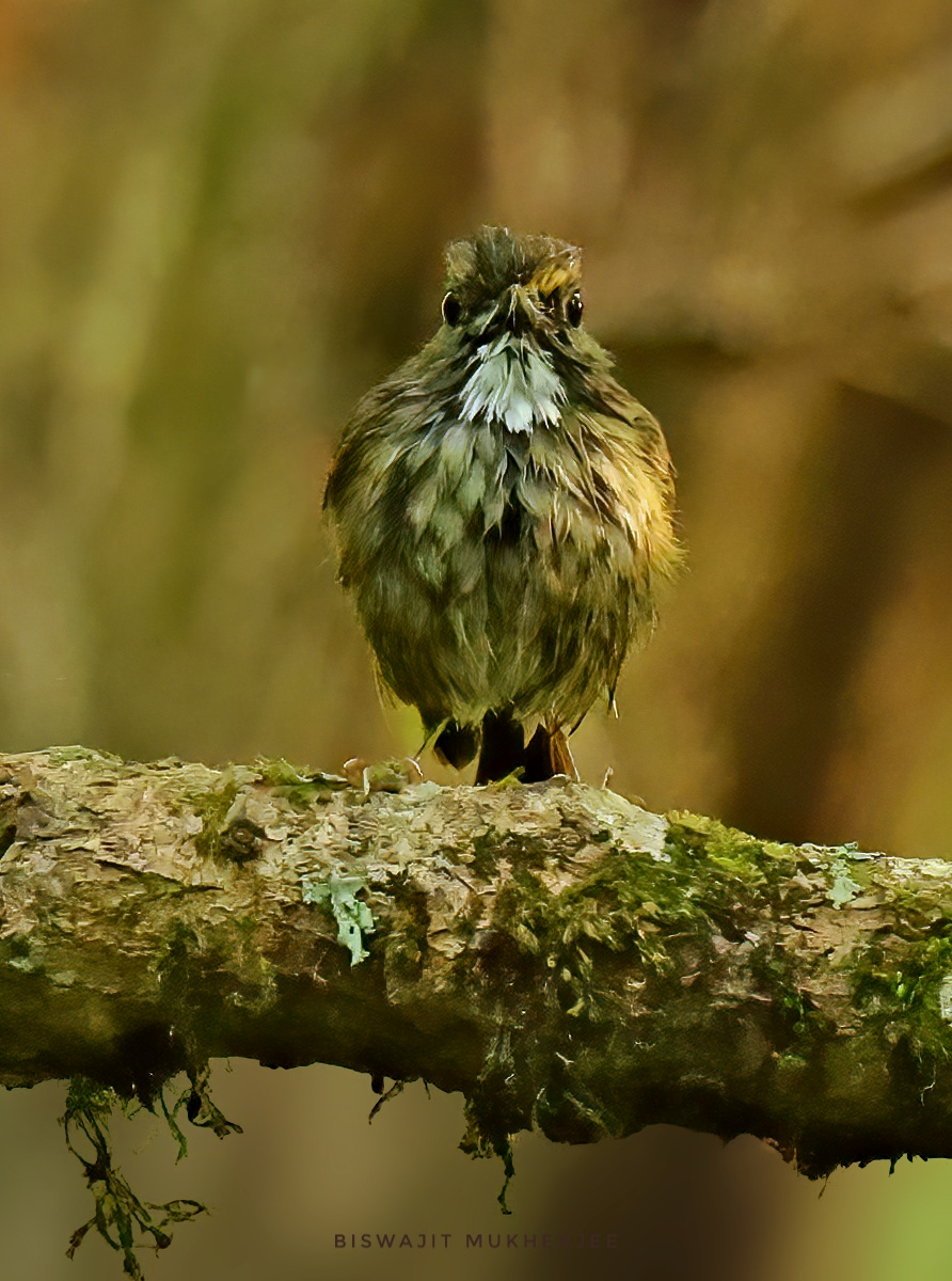 White-gorgeted Flycatcher - ML643929387