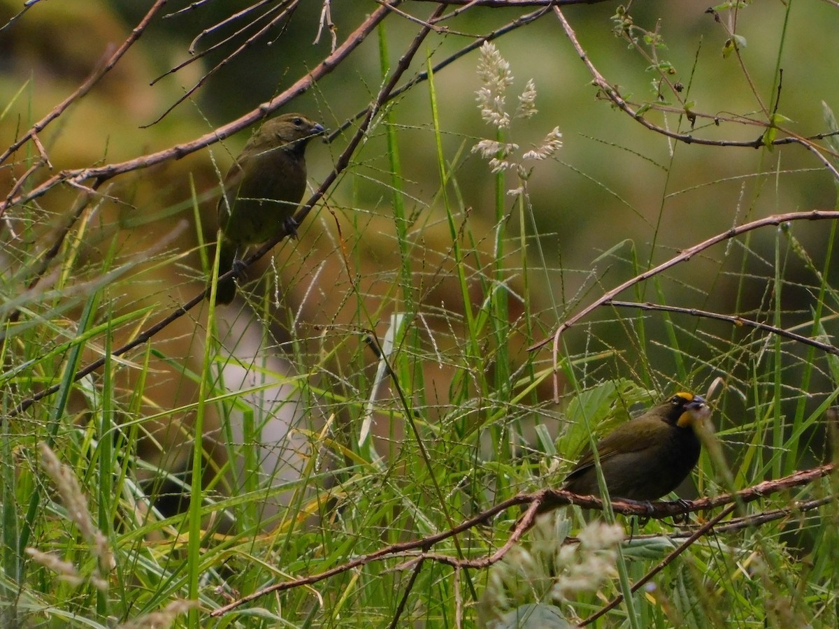 Yellow-faced Grassquit - ML643929401