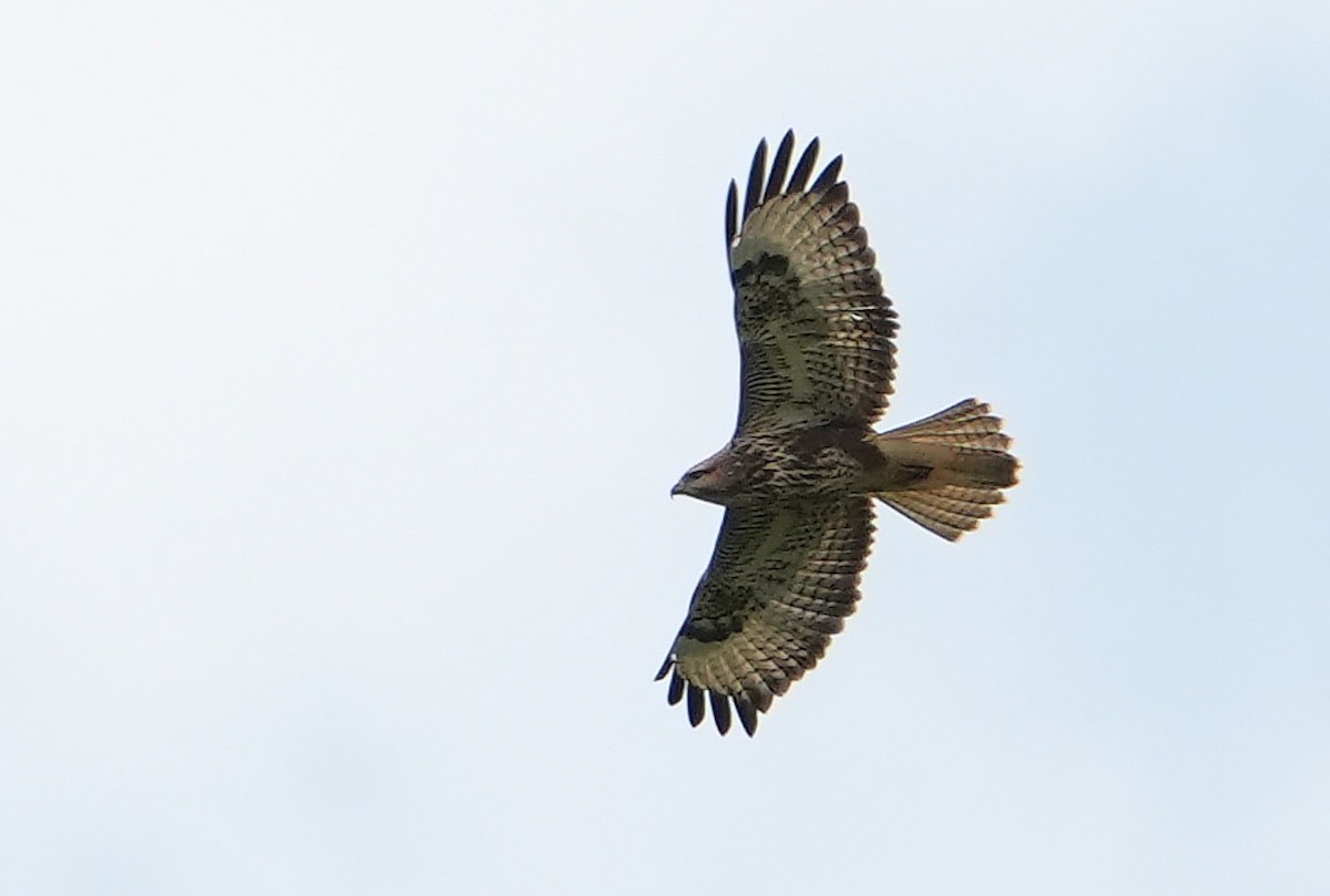 歐亞鵟(vulpinus/menetriesi) - ML643929410