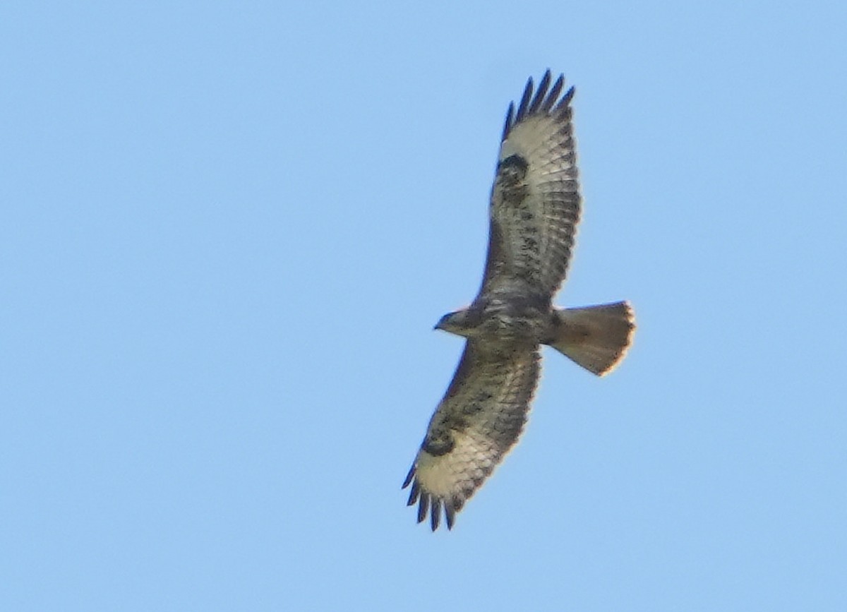 歐亞鵟(vulpinus/menetriesi) - ML643929411