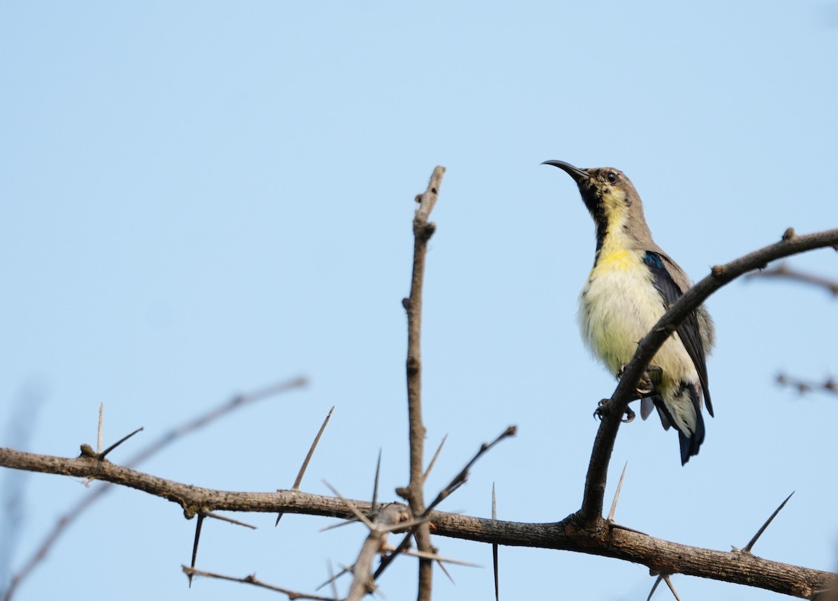 Purple Sunbird - ML643929419