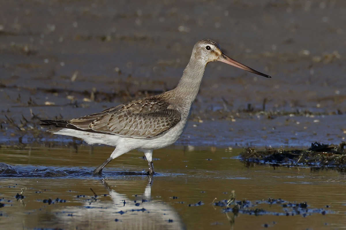 Hudsonian Godwit - ML643929425