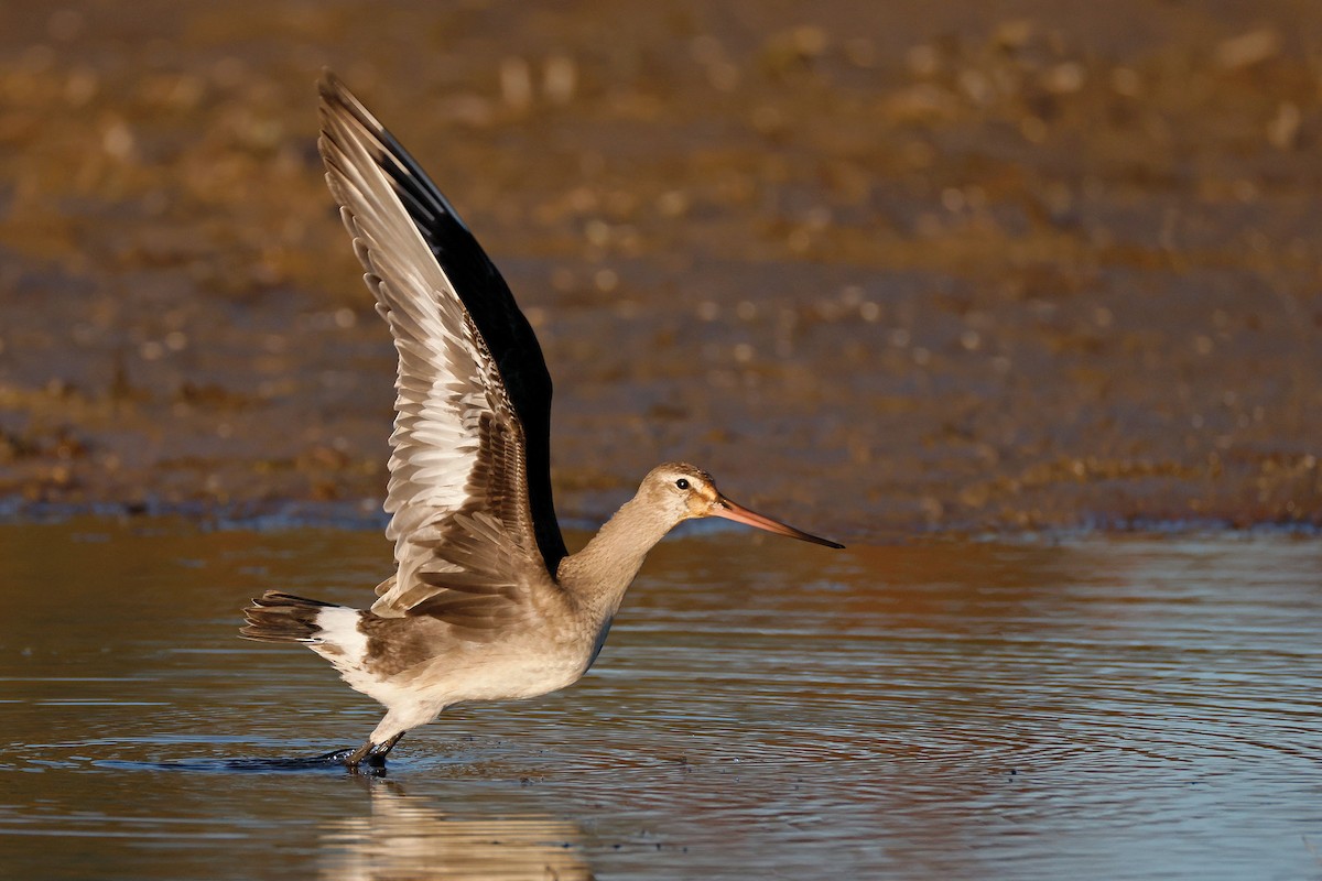 Hudsonian Godwit - ML643929426
