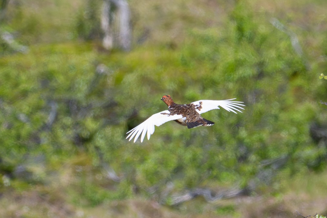 Willow Ptarmigan - ML643929429