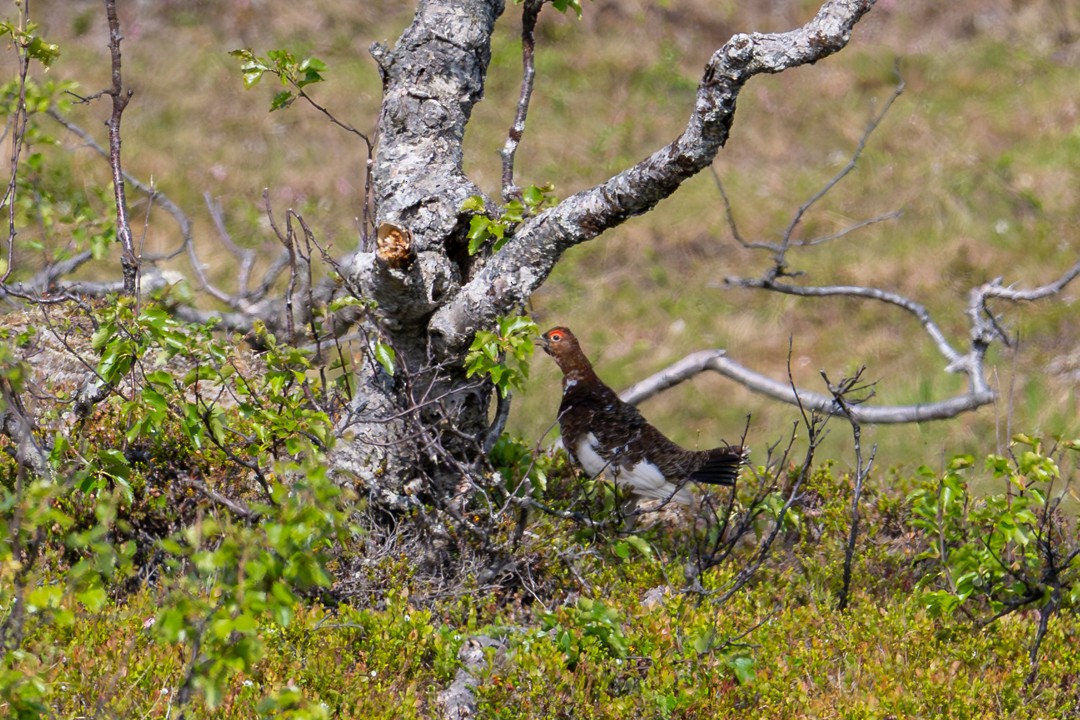 Willow Ptarmigan - ML643929431