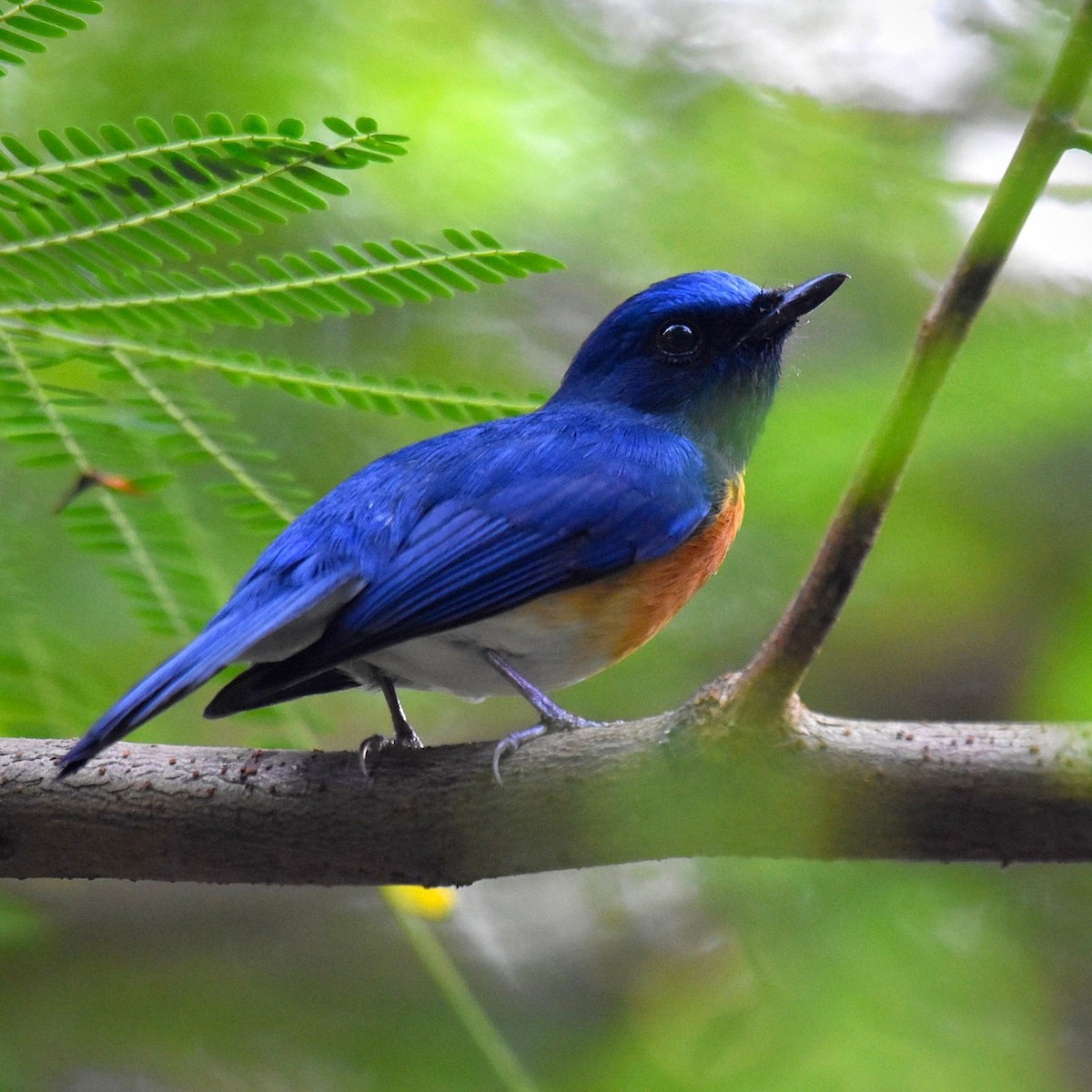 Blue-throated Flycatcher - ML643929439