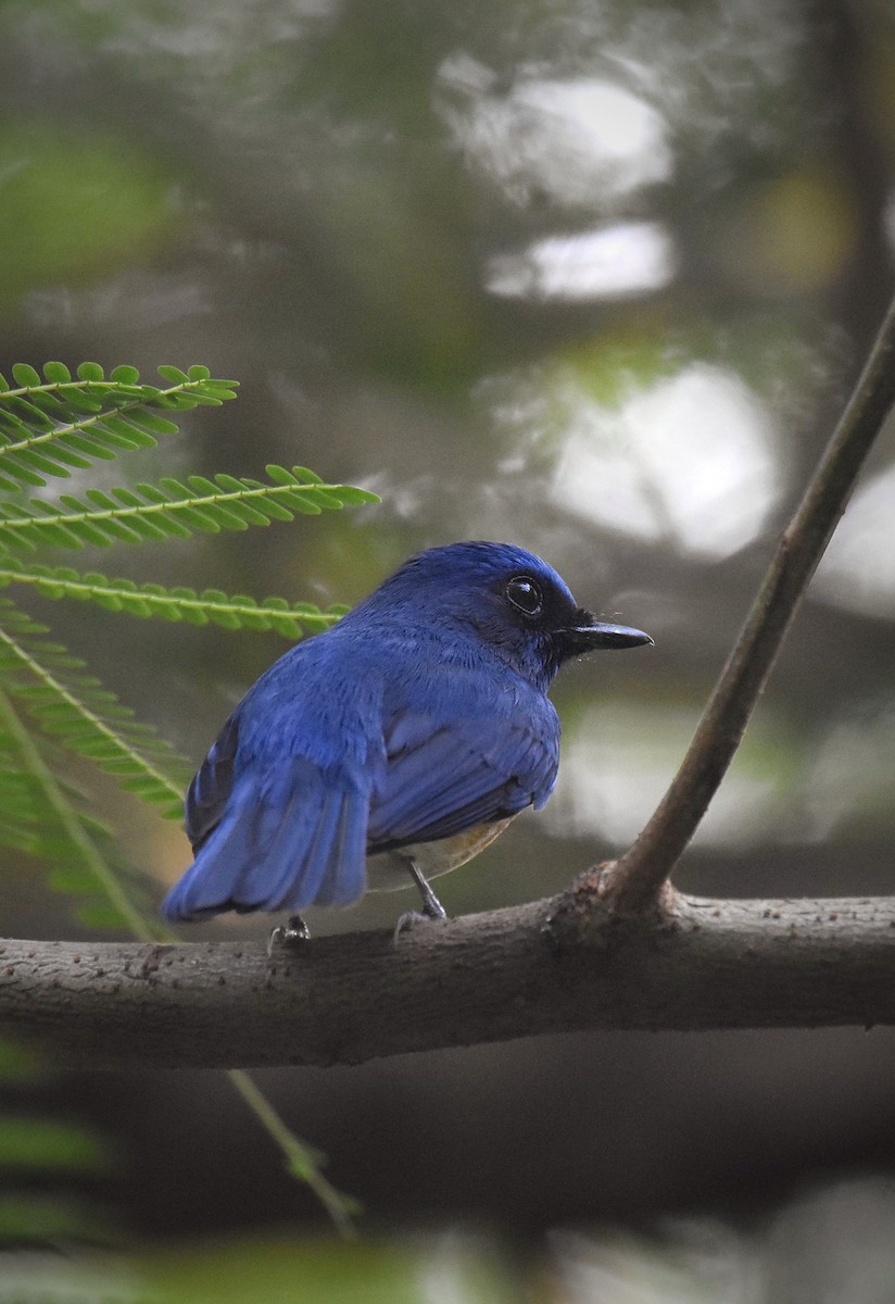 Blue-throated Flycatcher - ML643929440