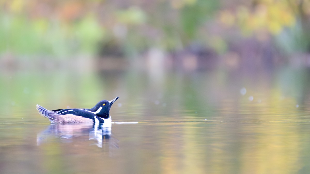 Hooded Merganser - ML643929458