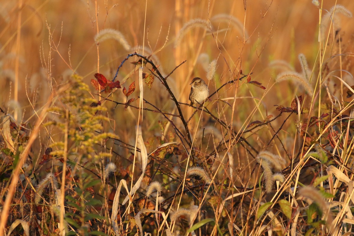 Swamp Sparrow - ML643929459