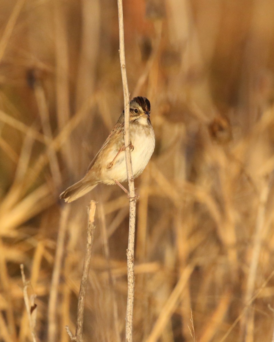 Swamp Sparrow - ML643929480