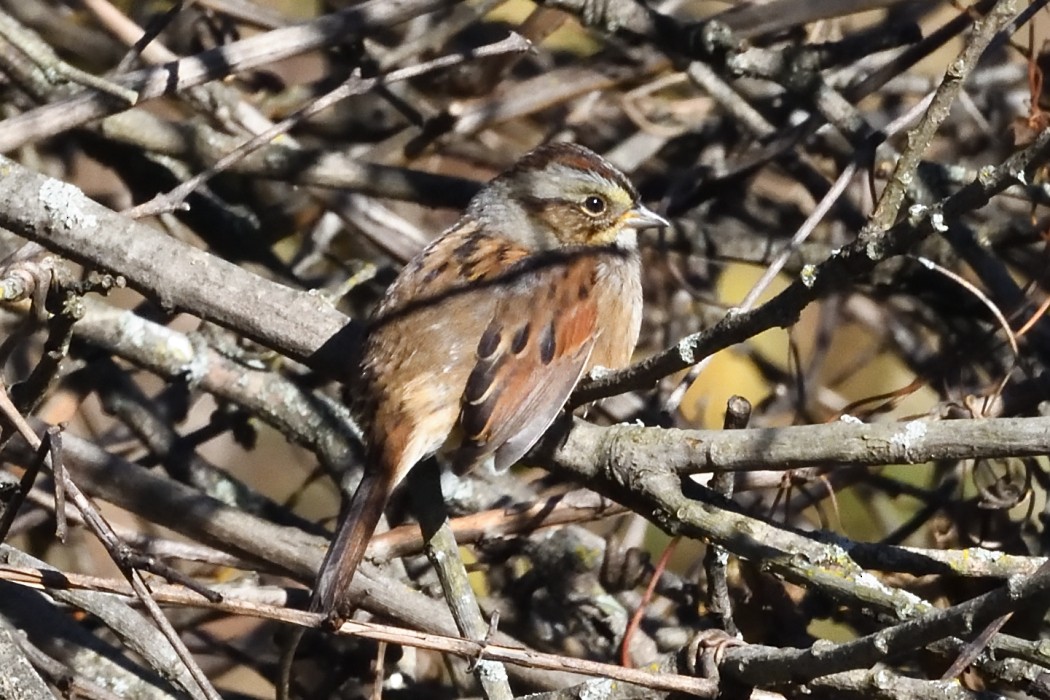 Swamp Sparrow - ML643929493
