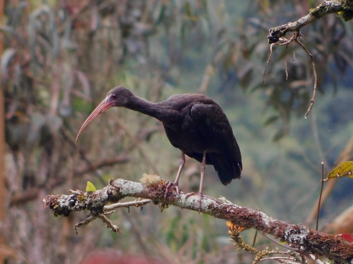 rødmaskeibis - ML643929509