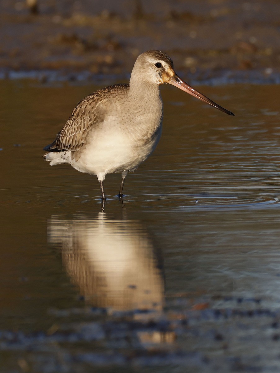 Hudsonian Godwit - ML643929519
