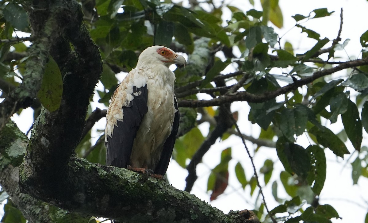 Palm-nut Vulture - ML643929521