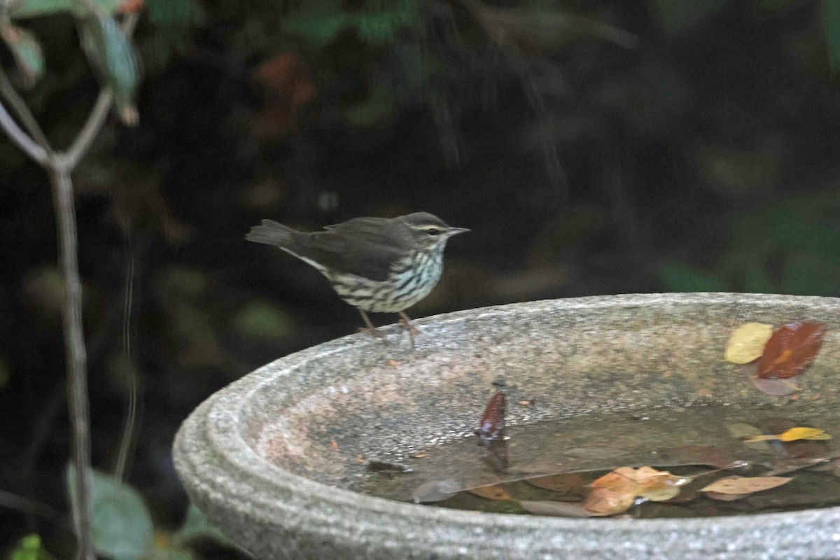 Northern Waterthrush - ML643929522