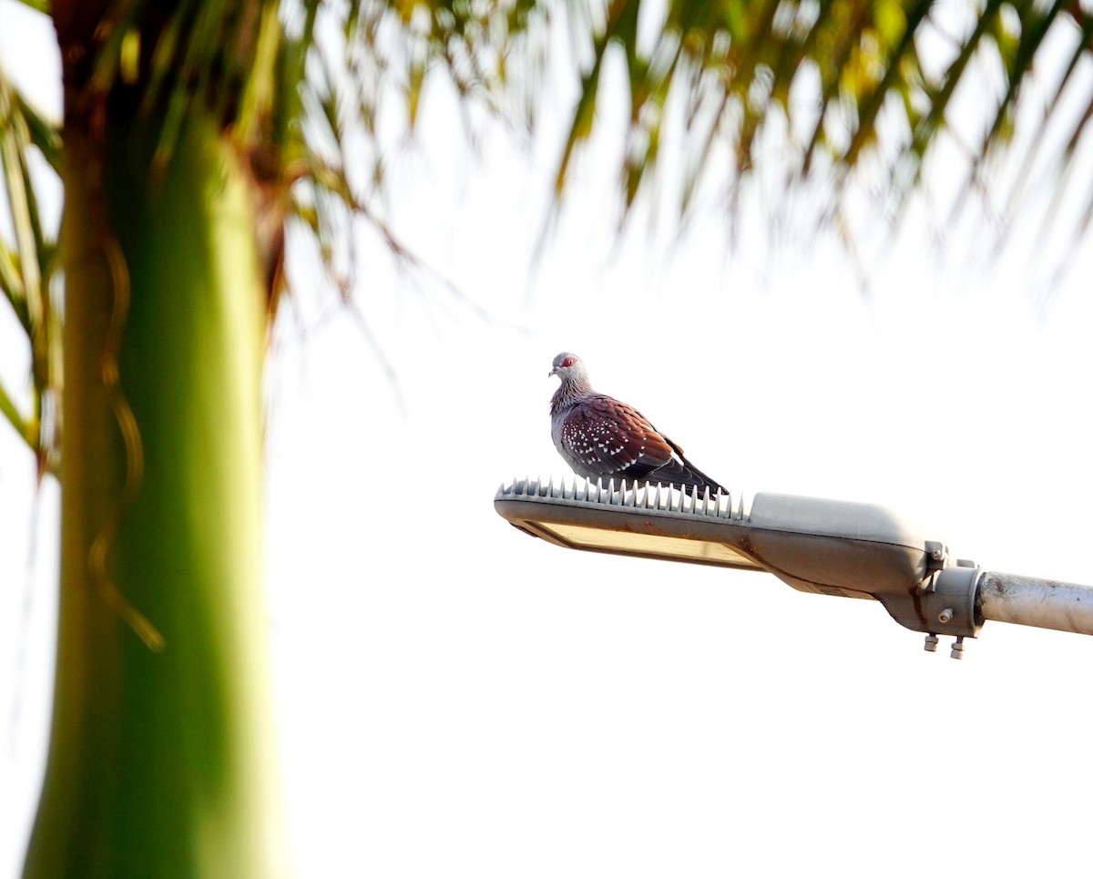 Speckled Pigeon - ML643929537