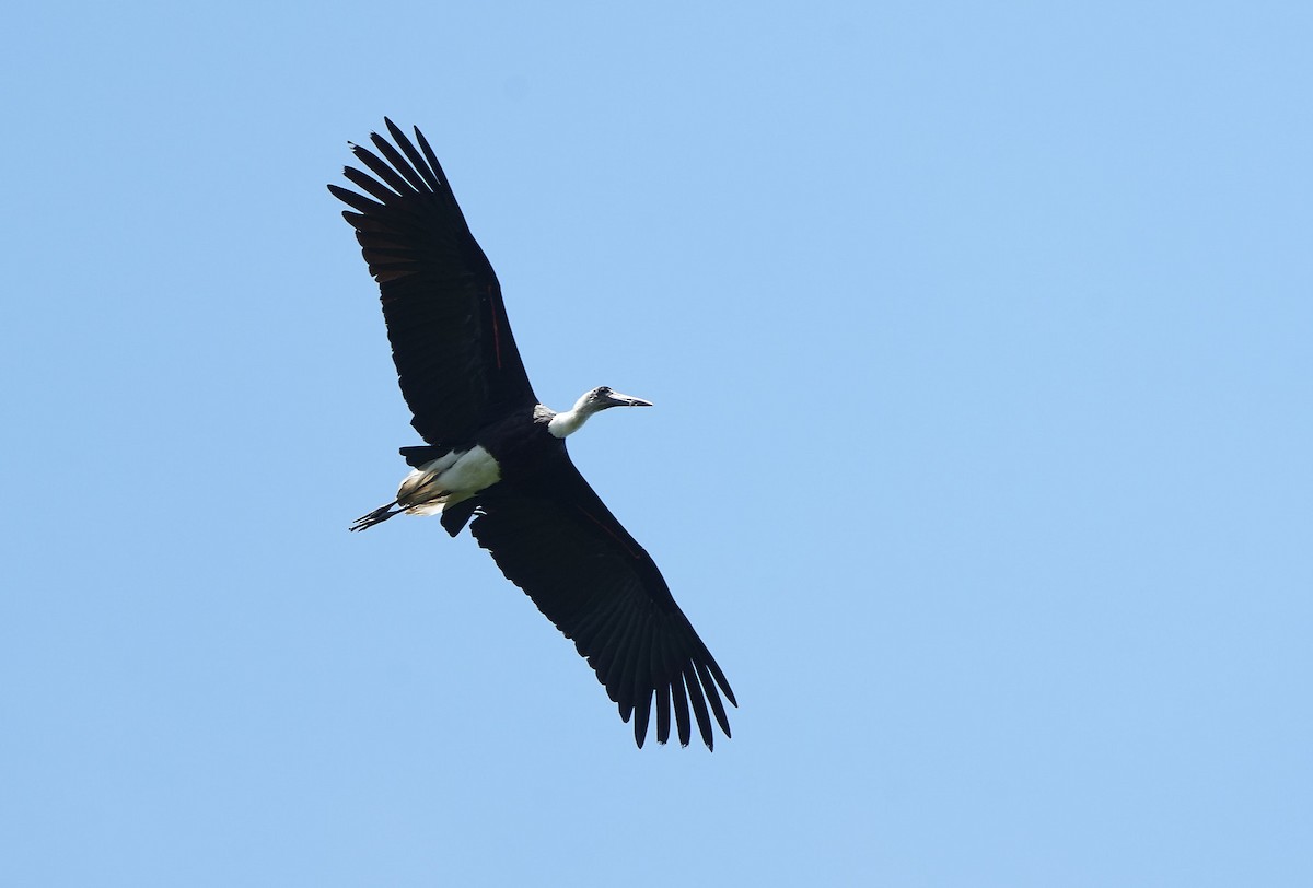 African Woolly-necked Stork - ML643929549