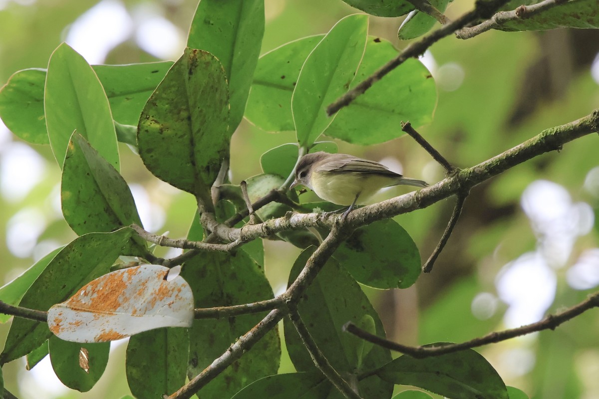 Brown-capped Vireo - ML643929552