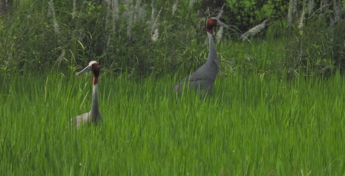 Sarus Crane - ML643929554