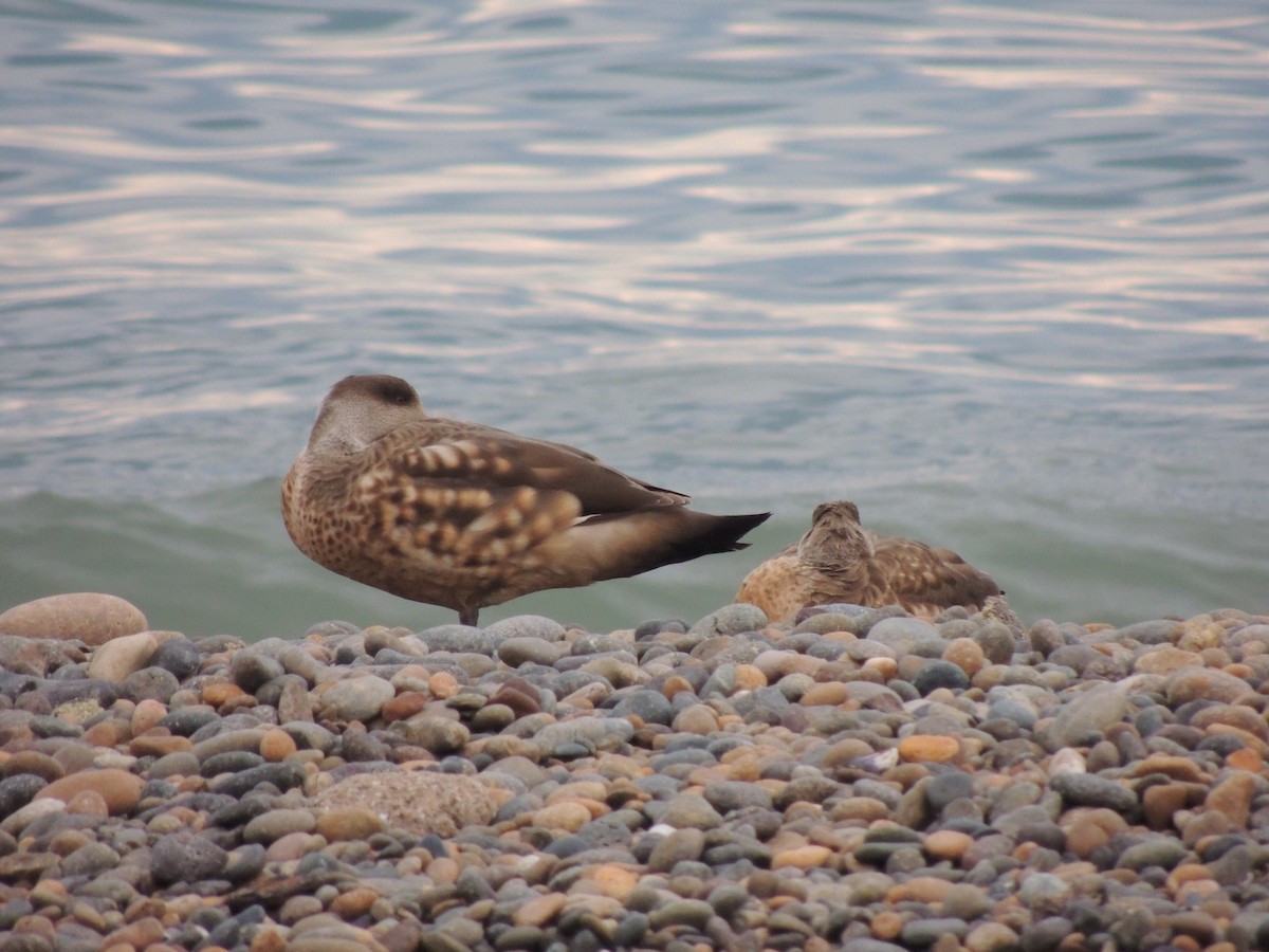 Crested Duck - ML643929582