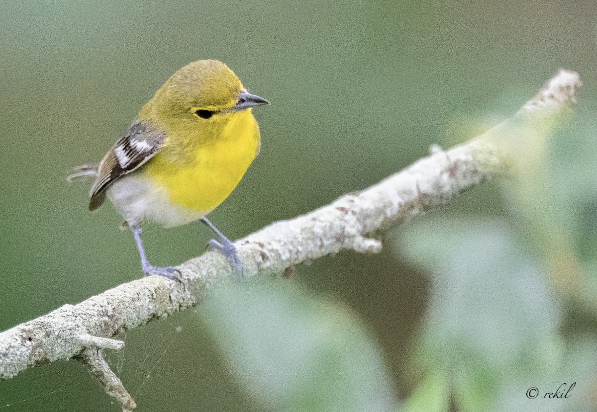 gulbrystvireo - ML643929593