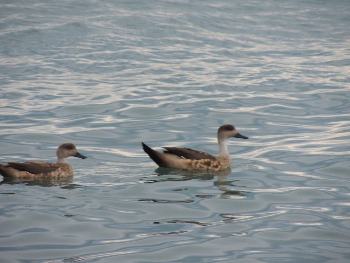 Crested Duck - ML643929595