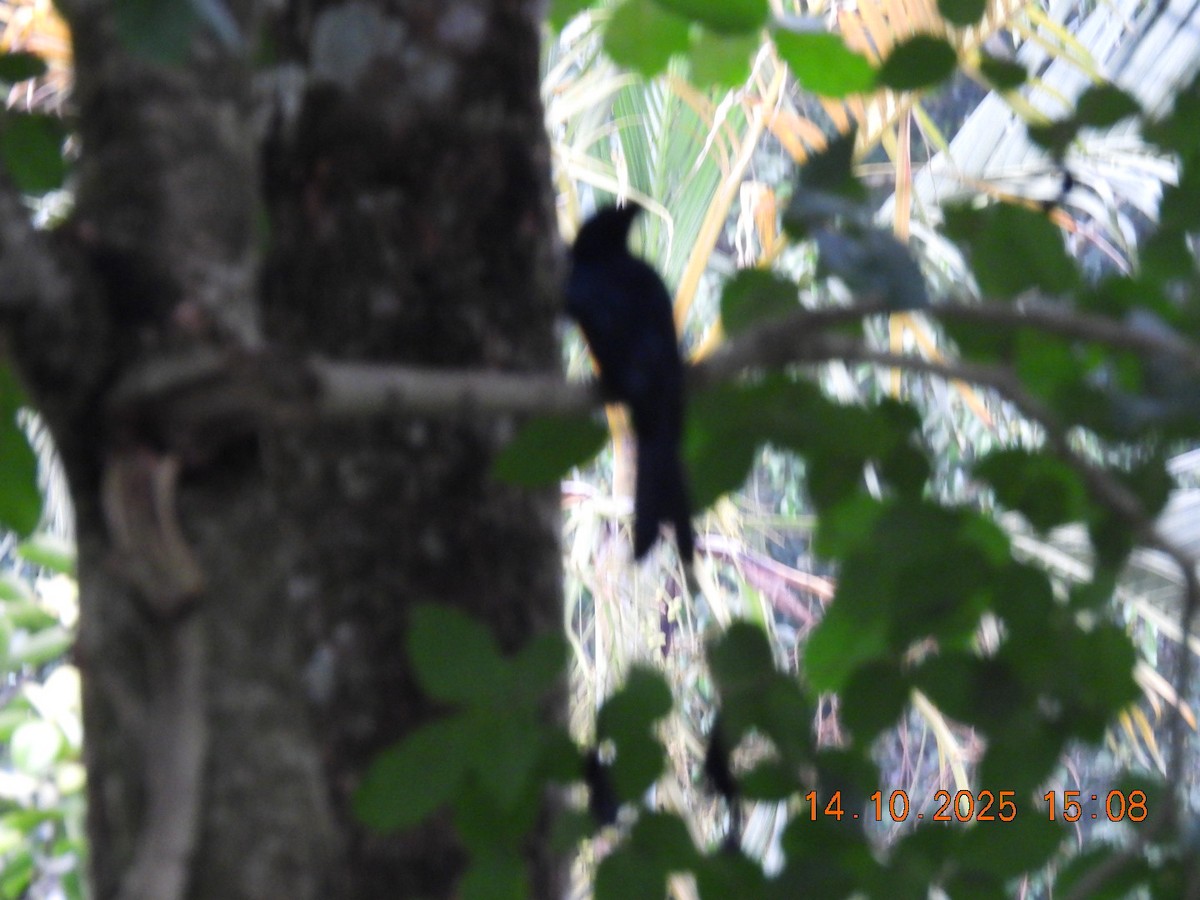 Greater Racket-tailed Drongo - ML643929607