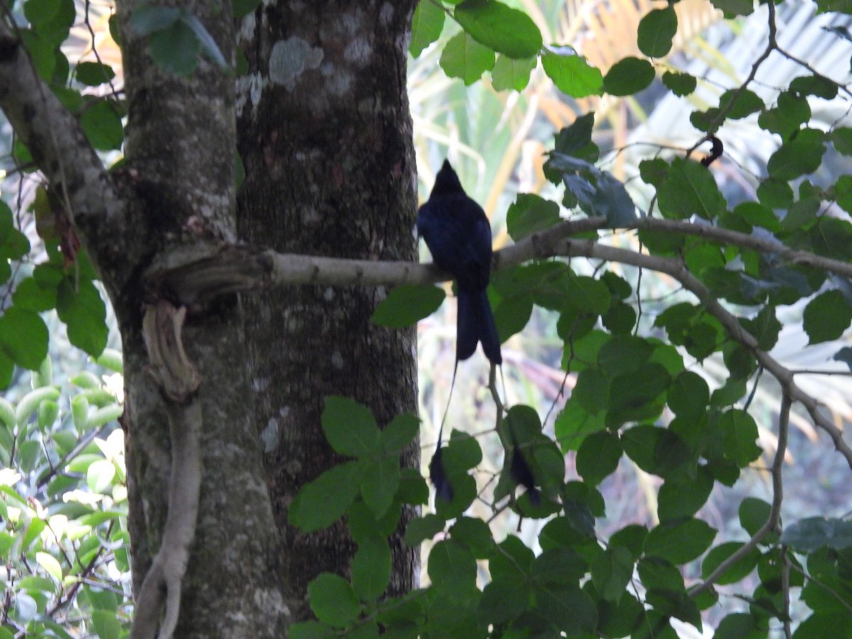 Greater Racket-tailed Drongo - ML643929608