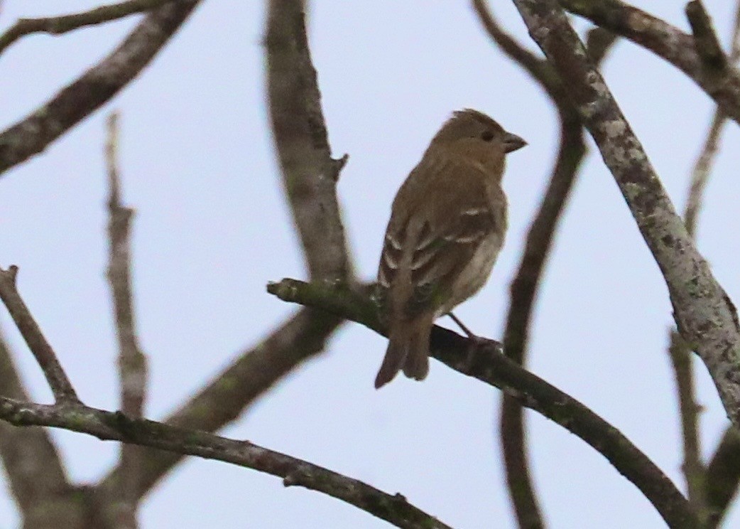 Common Rosefinch - ML643929615