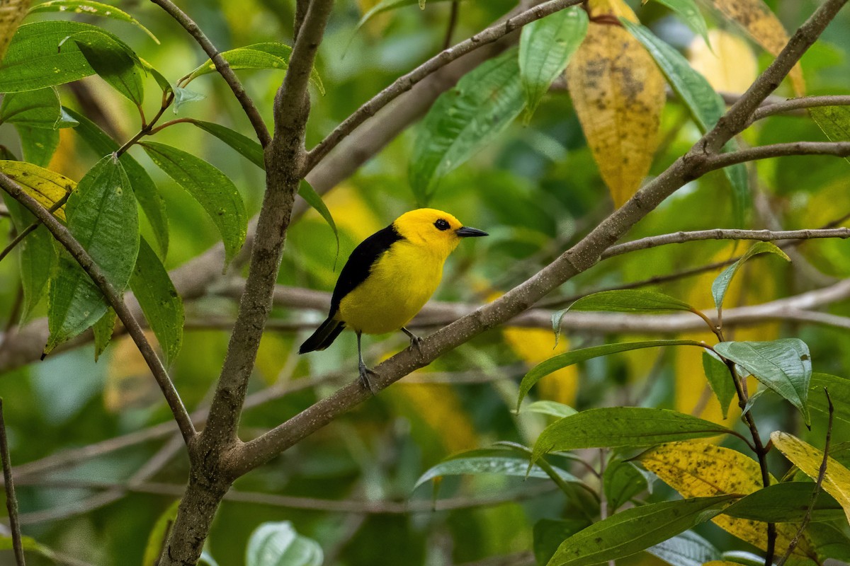 Tangara Negriamarilla - ML643929620