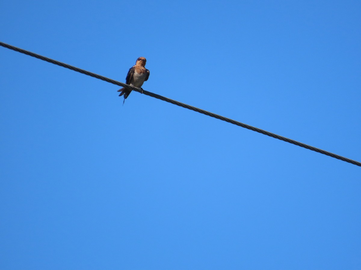 Pacific Swallow - ML643929633