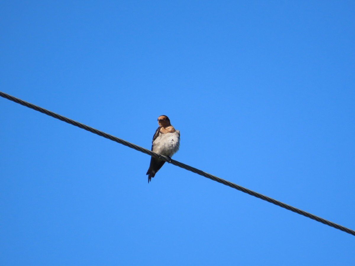 Pacific Swallow - ML643929634