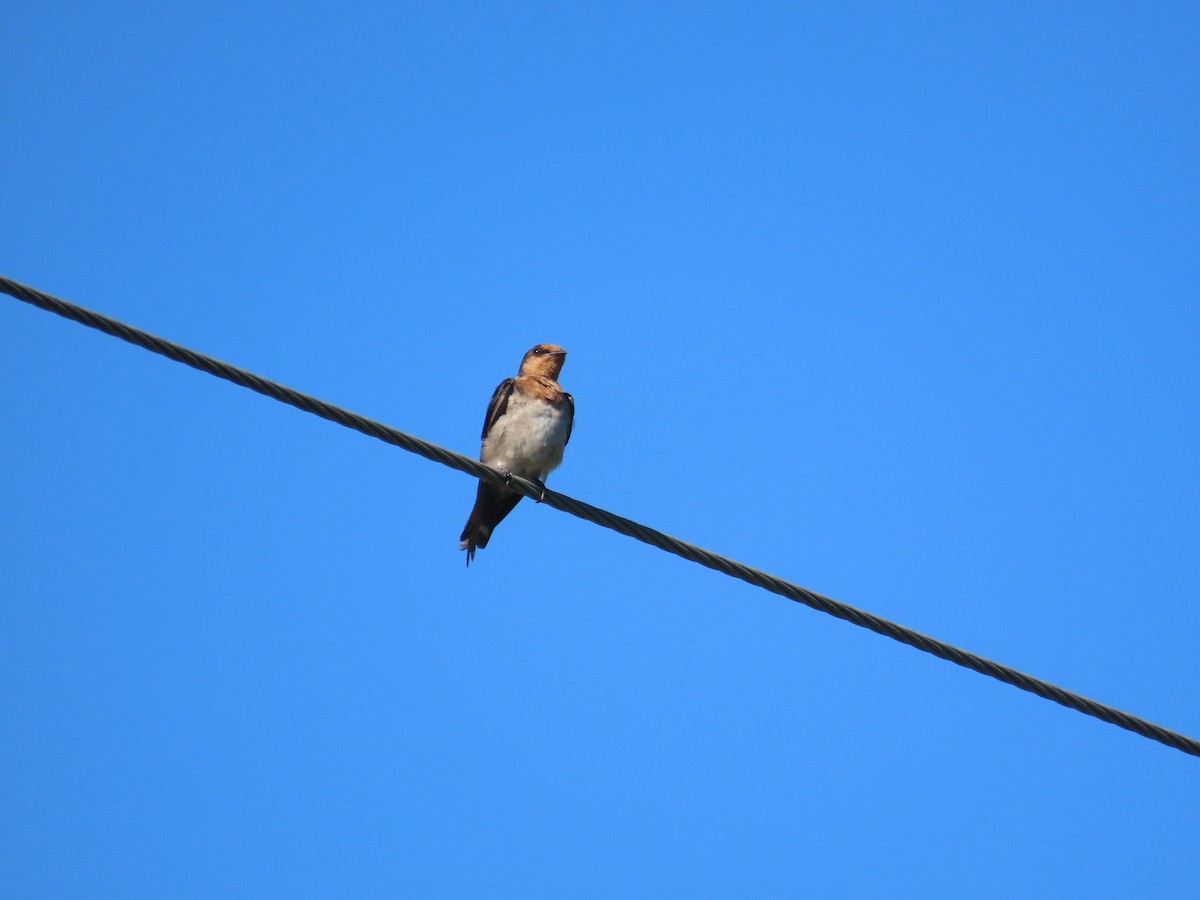 Pacific Swallow - ML643929635