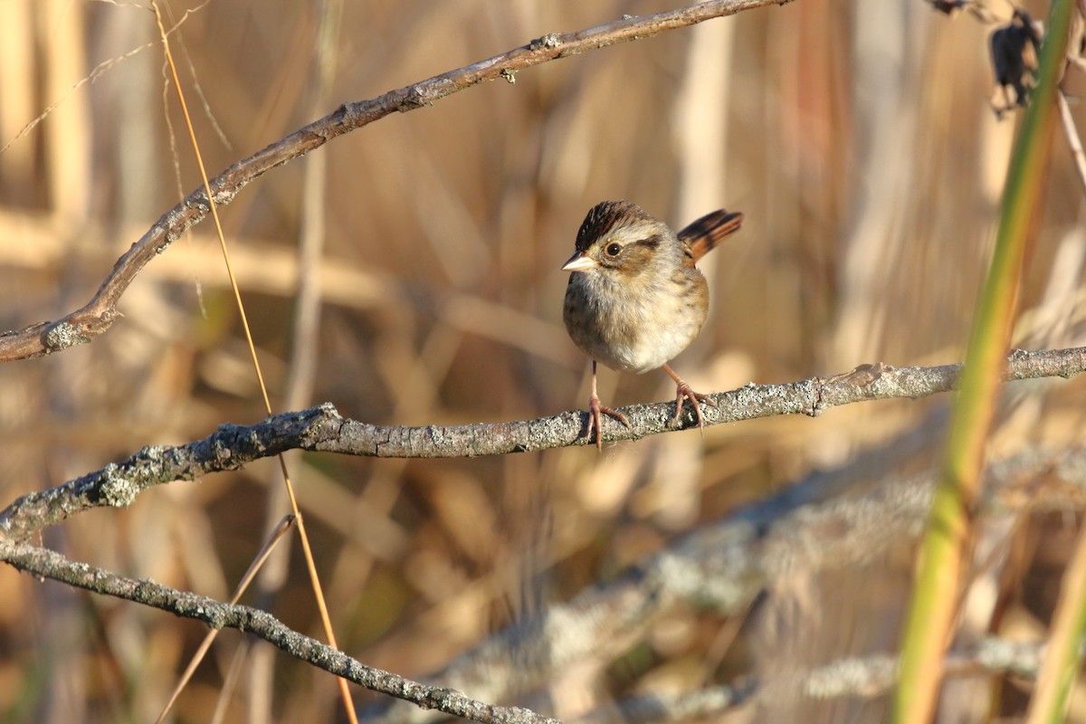 Swamp Sparrow - ML643929638