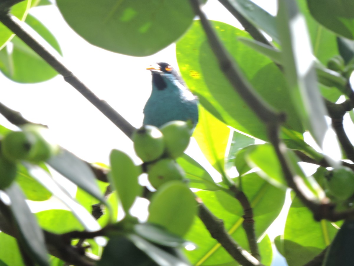 Turquoise Dacnis - ML643929652