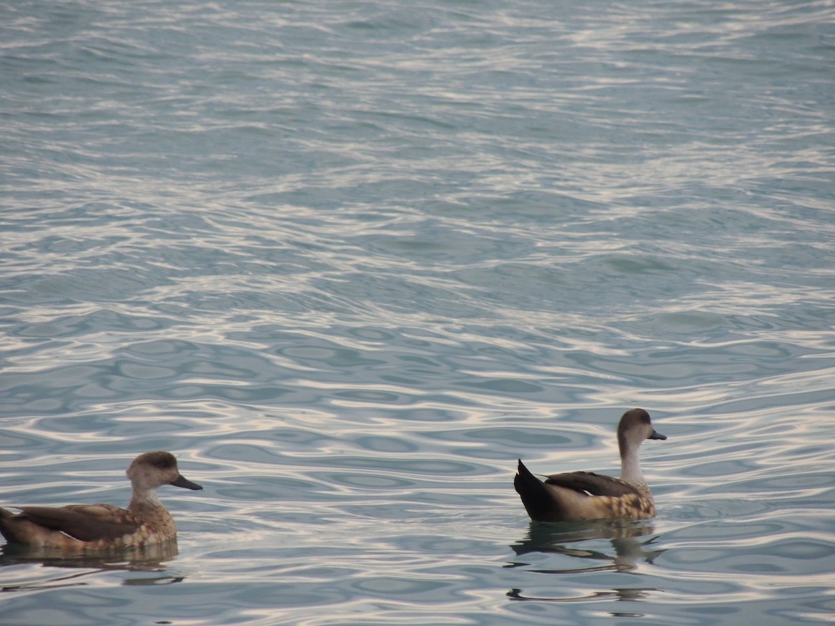 Crested Duck - ML643929657