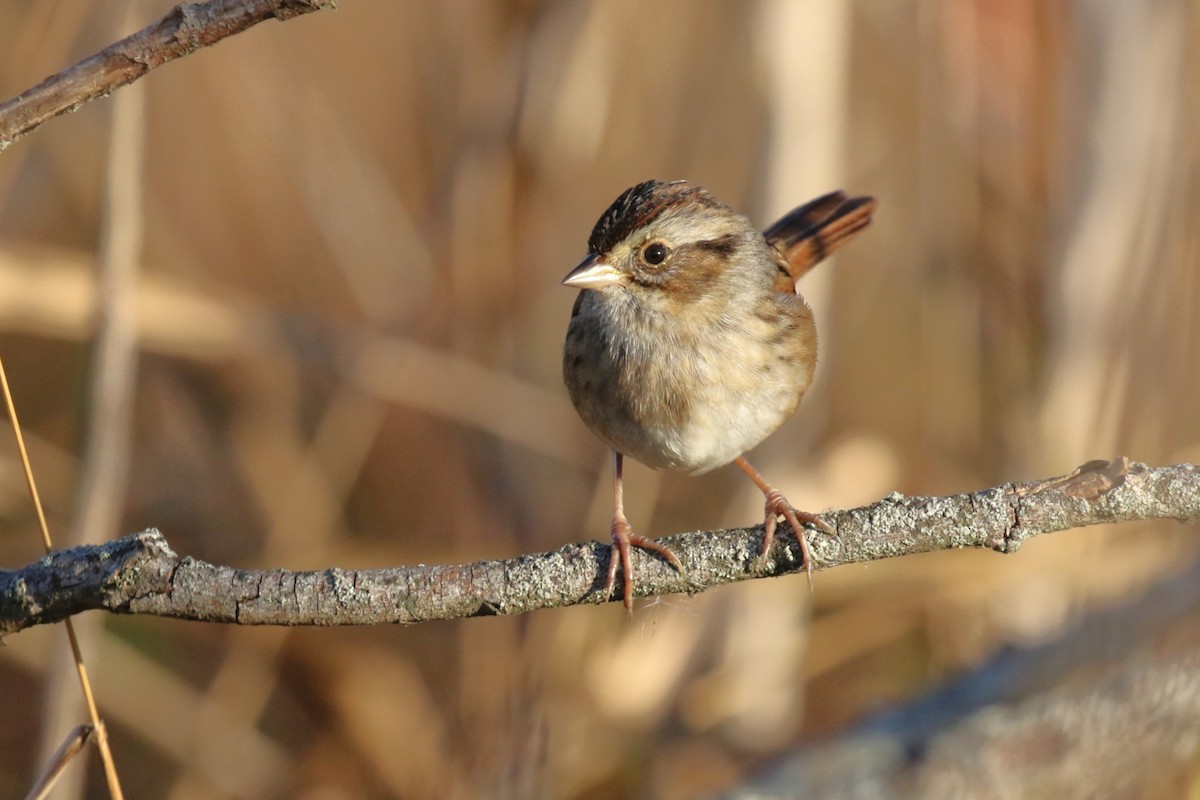 Swamp Sparrow - ML643929677